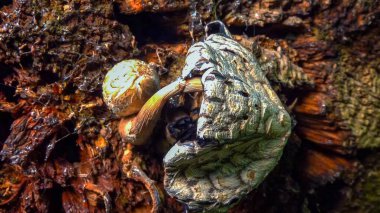 Coprinus sp. - Ukrayna 'da çürümüş bir ağaç gövdesindeki yenilemez tahta böcek türü.