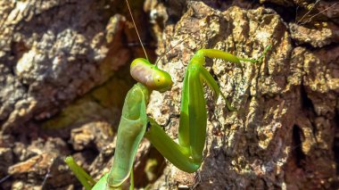 Hiyerodula transkafkasica. Yaşlı bir meşe ağacının kabuğunda dişi peygamber devesi böceği yetiştiriyor.