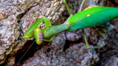 Hiyerodula transkafkasica. Yaşlı bir meşe ağacının kabuğunda dişi peygamber devesi böceği yetiştiriyor.