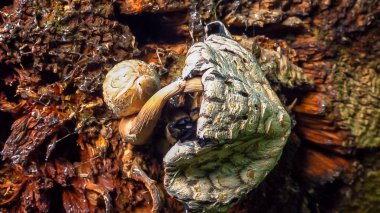 Coprinus sp. - inedible woody species of dung beetle on an old rotten tree trunk in the garden, Ukraine clipart