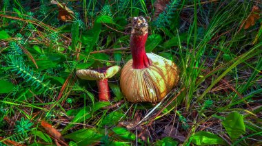 Bektaşi üzümü russula russula queletii - kırmızı saplı yenilebilir mantar ve yeşil çimlerde kapak, Güney Ukrayna