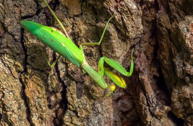Abdomen, pusu, anten, eklembacaklı, eklem bacaklı, biyolojik çeşitlilik, hiyerodula transkafkasica - yaşlı bir meşe ağacının kabuğunda büyüyen dişi ağaç böceği