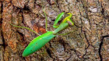 abdomen, ambush, antennae, arthropod, arthropoda, biodiversity, Hierodula transcaucasica - growing female tree mantis insect on the bark of an old oak tree clipart