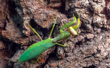 Abdomen, pusu, anten, eklembacaklı, eklem bacaklı, biyolojik çeşitlilik, hiyerodula transkafkasica - yaşlı bir meşe ağacının kabuğunda büyüyen dişi ağaç böceği