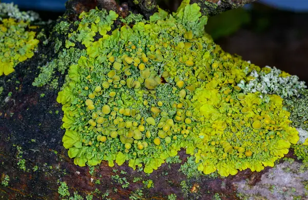 Xanthoria parietina - Odessa 'da bir ağaç dalında sarı-yeşil liken