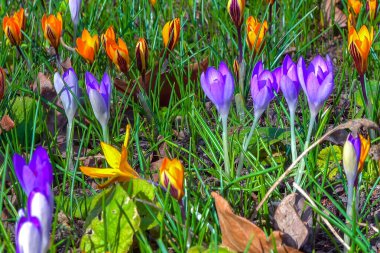 Snowdrops and purple and yellow crocus flowers in early spring in the garden, Ukraine clipart