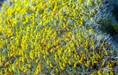 Grey-cushioned Grimmia - Grimmia pulvinata, green moss with young sporophytes on stones in spring clipart