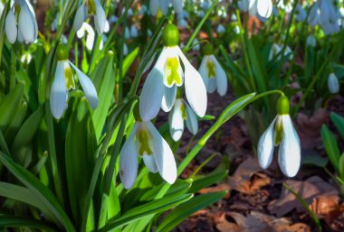 Galanthus nivalis early blooming spring flowers, primroses - ephemerids clipart