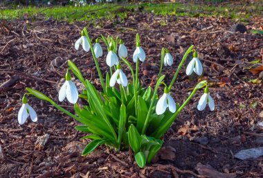 Galanthus nivalis - early blooming spring flowers, primroses - ephemerids, Ukraine clipart