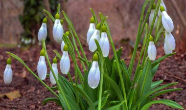 Galanthus nivalis - early blooming spring flowers, primroses - ephemerids, Ukraine clipart