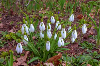 Galanthus nivalis early blooming spring flowers, primroses - ephemerids clipart