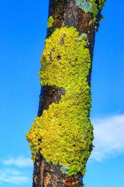 Xanthoria parietina - Mavi gökyüzüne karşı bir ağaç dalında sarı-yeşil liken, Odessa