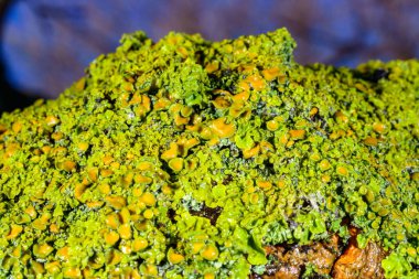 Xanthoria parietina - multiplying yellow-green lichen on the trunk of an old tree, Odessa clipart