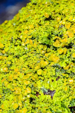 Xanthoria parietina - Odessa adında yaşlı bir ağacın gövdesinde sarı-yeşil liken çoğaltıyor.