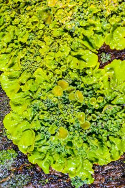 Xanthoria parietina - Odessa adında yaşlı bir ağacın gövdesinde sarı-yeşil liken çoğaltıyor.