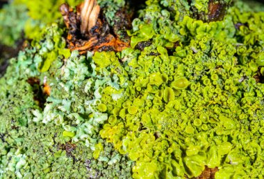 Xanthoria parietina - Odessa adında yaşlı bir ağacın gövdesinde sarı-yeşil liken çoğaltıyor.