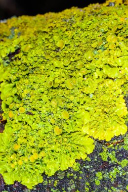 Xanthoria parietina - Odessa adında yaşlı bir ağacın gövdesinde sarı-yeşil liken çoğaltıyor.