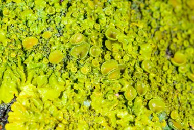 Xanthoria parietina - Odessa adında yaşlı bir ağacın gövdesinde sarı-yeşil liken çoğaltıyor.