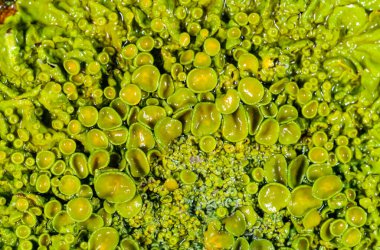 Xanthoria parietina - Odessa adında yaşlı bir ağacın gövdesinde sarı-yeşil liken çoğaltıyor.