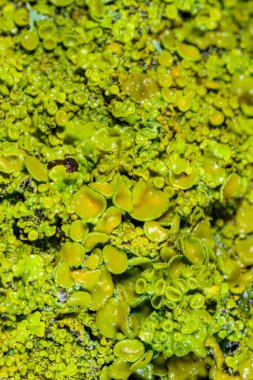 Xanthoria parietina - Odessa adında yaşlı bir ağacın gövdesinde sarı-yeşil liken çoğaltıyor.