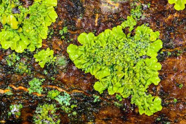 Xanthoria parietina - Odessa adında yaşlı bir ağacın gövdesinde sarı-yeşil liken çoğaltıyor.