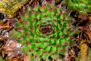 Houseleek Sempervivum calcareum - frost-resistant succulent growing outdoors, Ukraine clipart