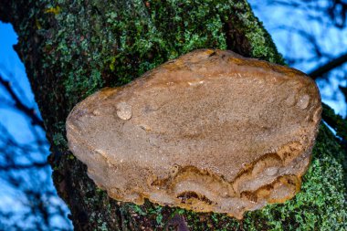 Phellinus sp. - young tinder fungus growing on an old apricot tree, Odessa clipart