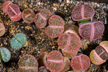 Mesembs Lithops sp. -  South African plant from Namibia in the botanical collection of super succulent plants clipart