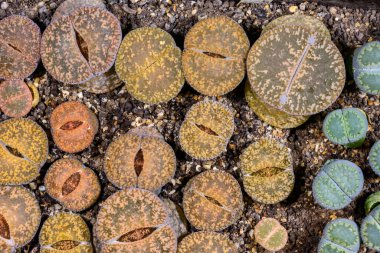 Mesembs Lithops sp. -  South African plant from Namibia in the botanical collection of super succulent plants clipart