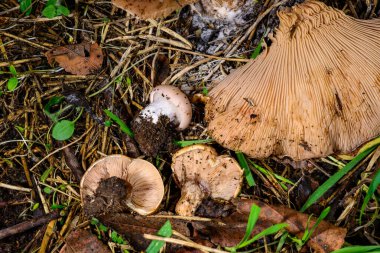 Lepista -Clitocybe- saeva, an edible tasty mushroom with a bluish stem, Ukraine clipart