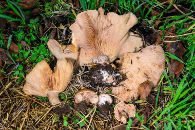 Lepista -Clitocybe- saeva, an edible tasty mushroom with a bluish stem, Ukraine clipart