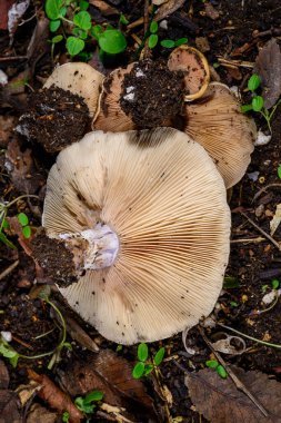 Lepista -Clitocybe- saeva, an edible tasty mushroom with a bluish stem, Ukraine clipart