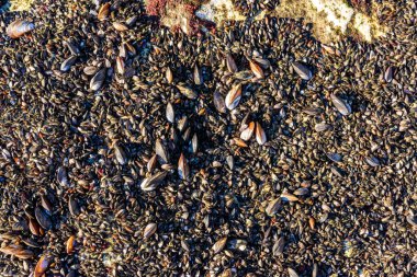 Karadeniz 'de güçlü su dalgaları, kıyı midyeleri - Mytilus dörtnala su seviyesinin üstündeydi, havada yumuşakçaların ölümü, Odessa