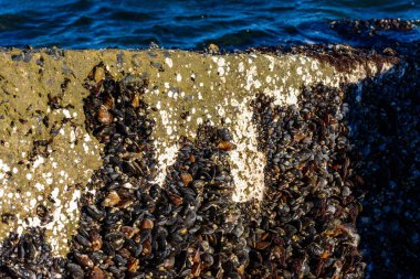 Karadeniz 'de güçlü su dalgaları, kıyı midyeleri - Mytilus dörtnala su seviyesinin üstündeydi, havada yumuşakçaların ölümü, Odessa