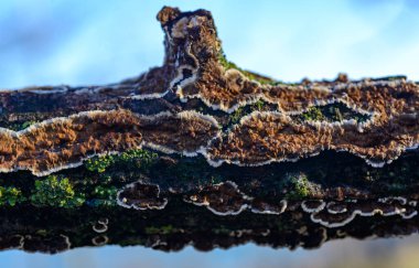 Cylindrobasidium evolvens - saprotrophic crust fungus on a rotten tree branch, Odessa clipart