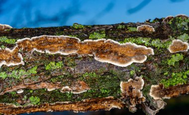 Sillindrobasidium gelişir - Odessa 'da çürümüş bir ağaç dalında saprotrofik kabuk mantarı