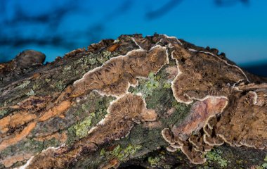 Cylindrobasidium evolvens - saprotrophic crust fungus on a rotten tree branch, Odessa clipart