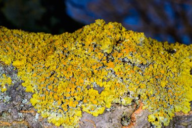 Xanthoria parietina ve kalın bir ağaç dalında farklı türde liken konsorsiyumu. 