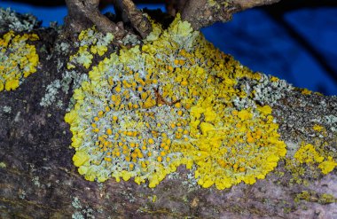 Xanthoria parietina ve kalın bir ağaç dalında farklı türde liken konsorsiyumu. 
