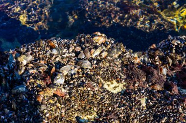 Strong water surge in the Black Sea, coastal mussels -Mytilus galloprovincialis were above the water level, the death of mollusks in the air, Odessa clipart