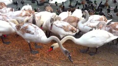 Kuğular ve vahşi ördekler, insanların kışın onları beslediği bir gölün kıyısında, Karadeniz ve Odessa 'da tahıl yiyorlar.