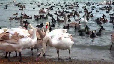 Kuğular ve vahşi ördekler, insanların kışın onları beslediği bir gölün kıyısında, Karadeniz ve Odessa 'da tahıl yiyorlar.