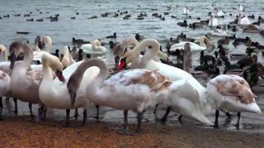 Kuğular ve vahşi ördekler, insanların kışın onları beslediği bir gölün kıyısında, Karadeniz ve Odessa 'da tahıl yiyorlar.