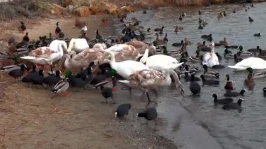 Kuğular ve vahşi ördekler, insanların kışın onları beslediği bir gölün kıyısında, Karadeniz ve Odessa 'da tahıl yiyorlar.
