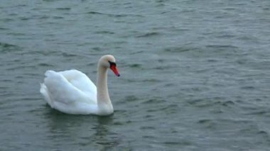 Beyaz, dilsiz kuğu haliçteki suda yüzer.