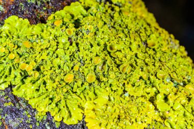 Xanthoria parietina - Odessa 'da bir ağaç dalında sarı-yeşil liken