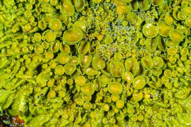 Xanthoria parietina - Odessa 'da bir ağaç dalında sarı-yeşil liken