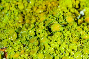 Xanthoria parietina - Odessa 'da bir ağaç dalında sarı-yeşil liken