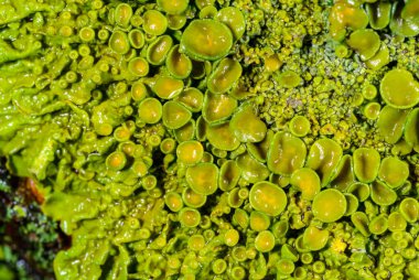 Xanthoria parietina - Odessa 'da bir ağaç dalında sarı-yeşil liken