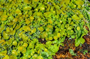 Xanthoria parietina - Odessa 'da bir ağaç dalında sarı-yeşil liken